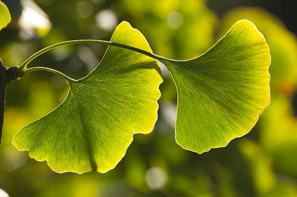 Ginkgo Biloba Extract